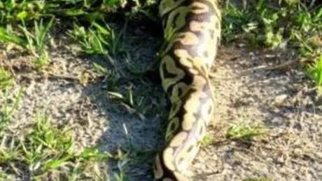 Finita la “latitanza” di Python Visto lungo l’argine del Po