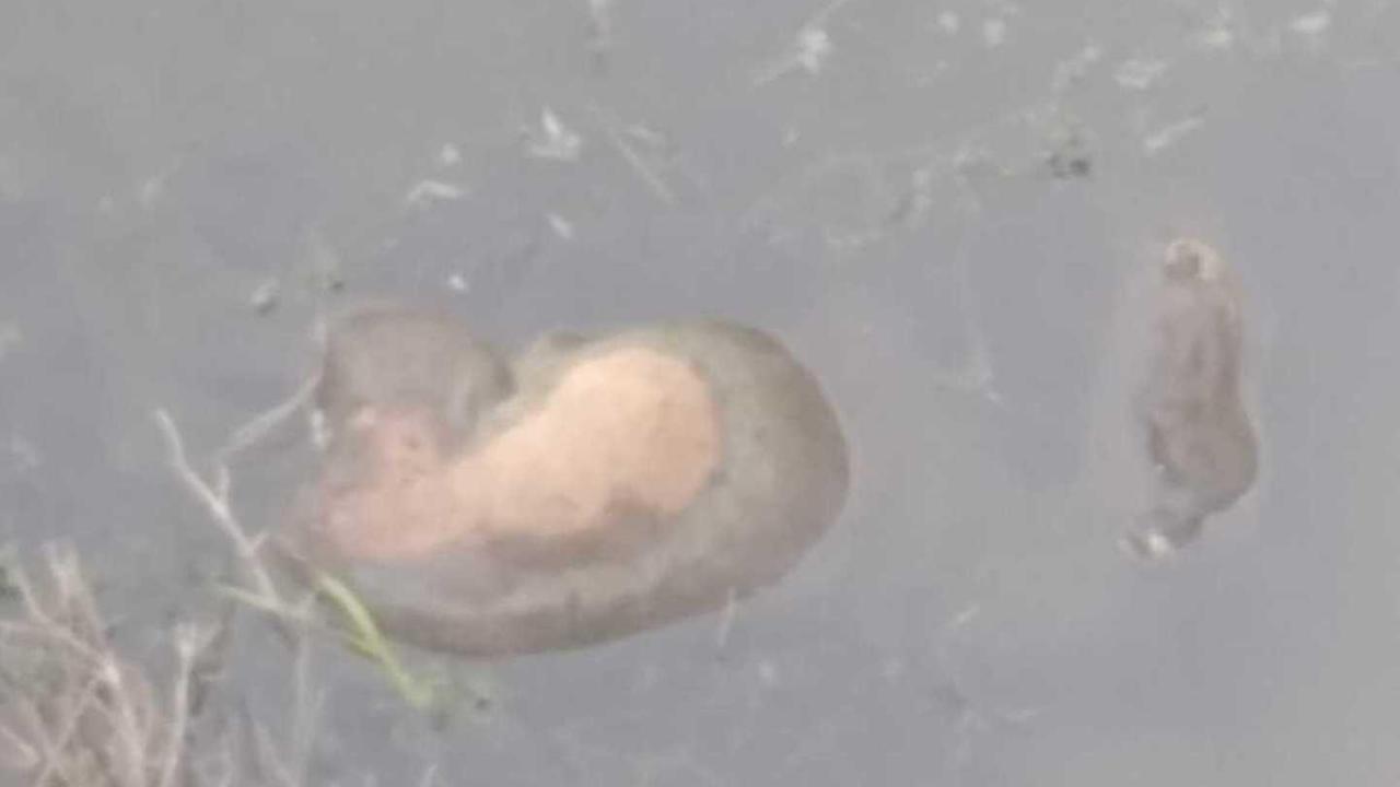 La carcassa di un cavallino affiora nel rio Murtazzolu