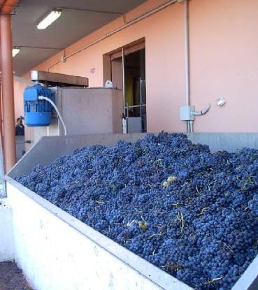 A Oliena la sfida tra rossi si elegge il miglior Nepente 