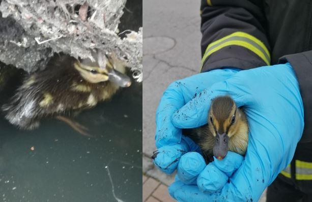 Ferrara, anatroccolo cade nel tombino: salvato dai vigili del fuoco