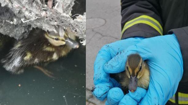 Ferrara, anatroccolo cade nel tombino: salvato dai vigili del fuoco