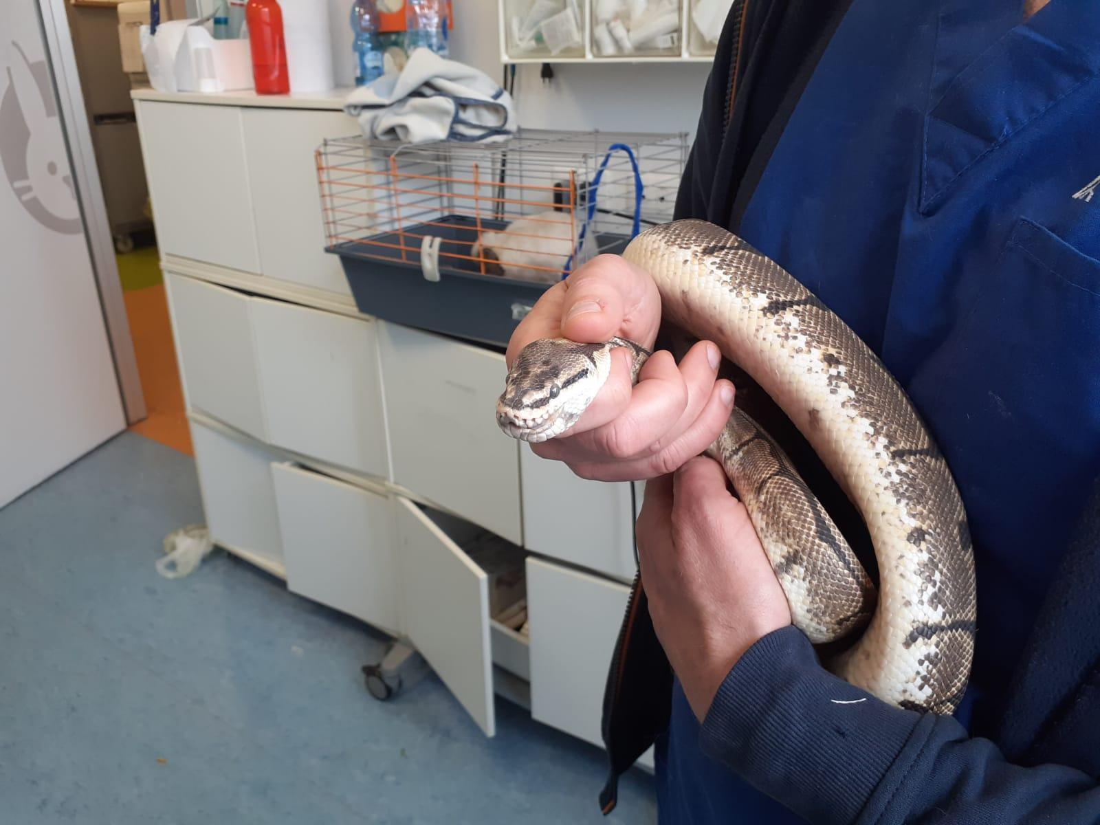 Sir Bis nelle mani di un veterinario dell'Asl