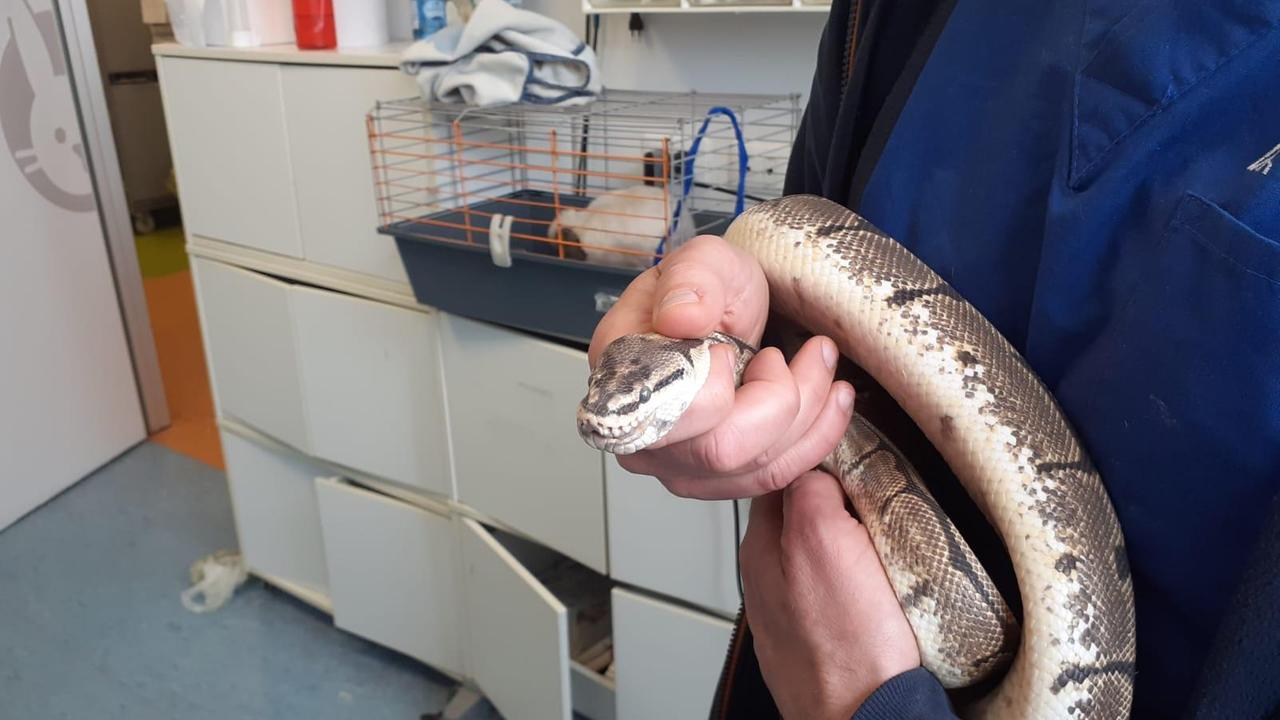 Sir Bis nelle mani di un veterinario dell'Asl