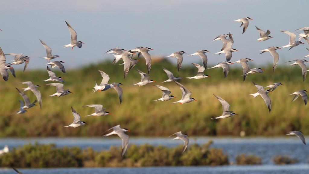 Il Parco del Delta premiato dal Pnrr. In regione arrivano 30 milioni di euro