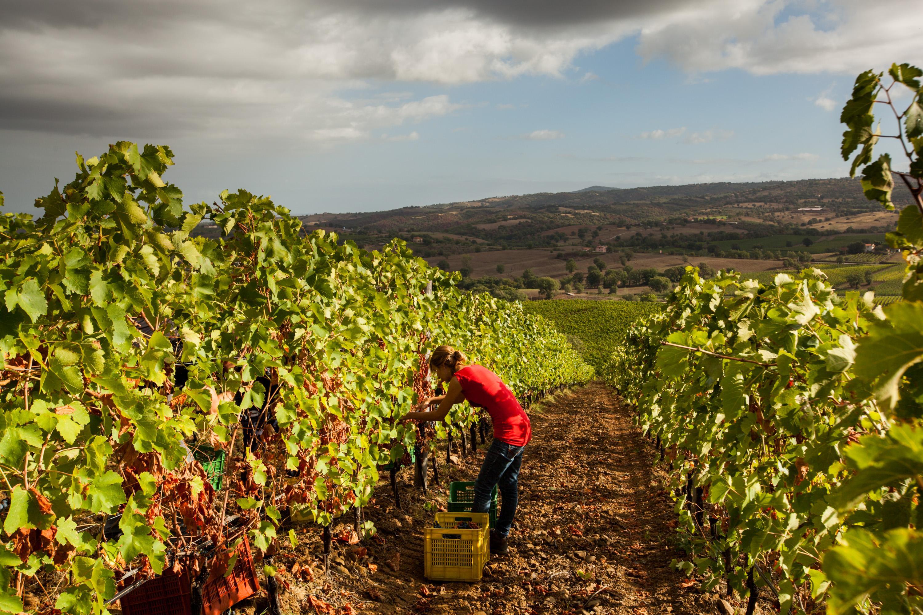 Un momento della vendemmia in un vigneto toscano (foto archivio)