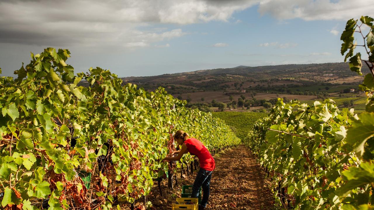Un momento della vendemmia in un vigneto toscano (foto archivio)