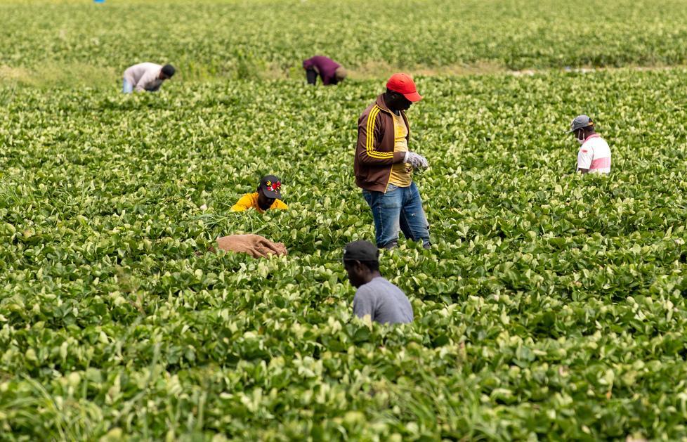 Dimenticati dai “Sostegni” Sciopero dei lavoratori agricoli 