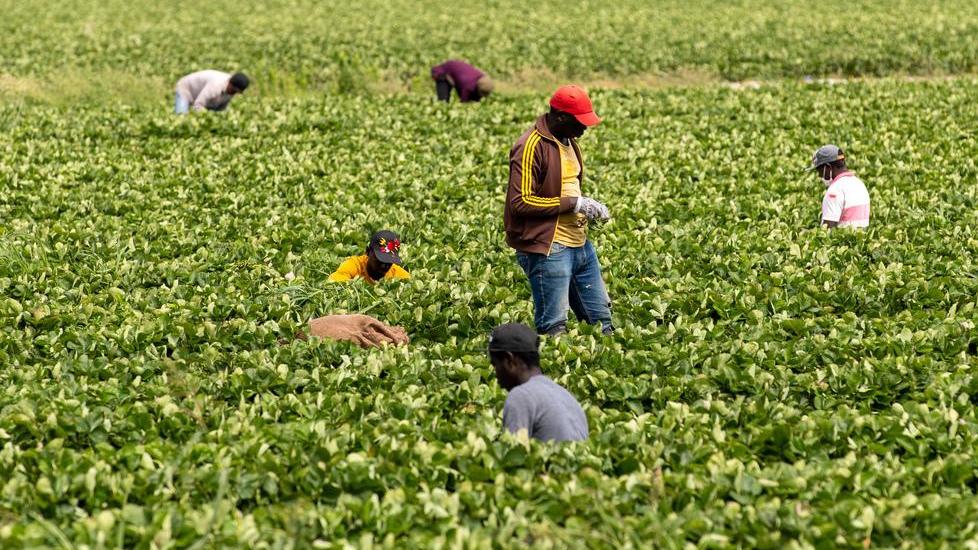 Dimenticati dai “Sostegni” Sciopero dei lavoratori agricoli