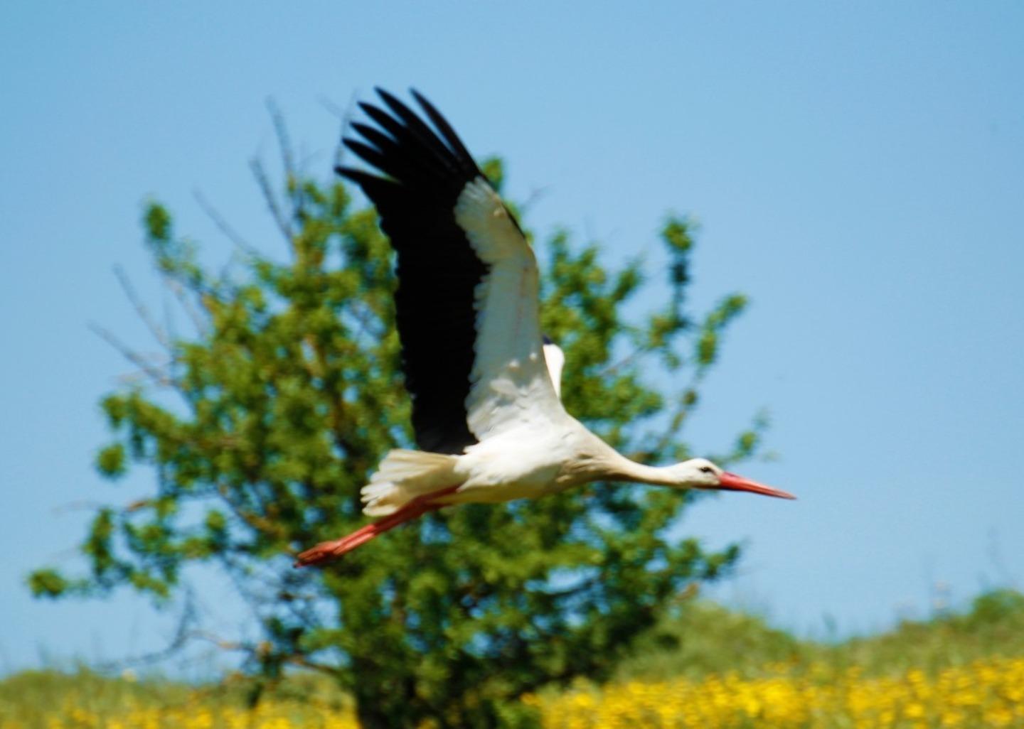 La piana di Ozieri piace alle cicogne 