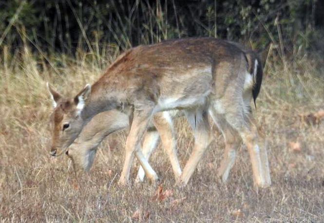 Lido Volano. I daini sono troppi: parte il trasferimento ma c’è chi si oppone 