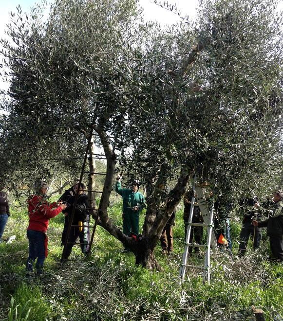 La raccolta delle olive. Scapigliato srl conta di puntare soprattutto sugli olivi per la nuova iniziativa