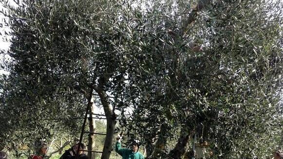 La raccolta delle olive. Scapigliato srl conta di puntare soprattutto sugli olivi per la nuova iniziativa