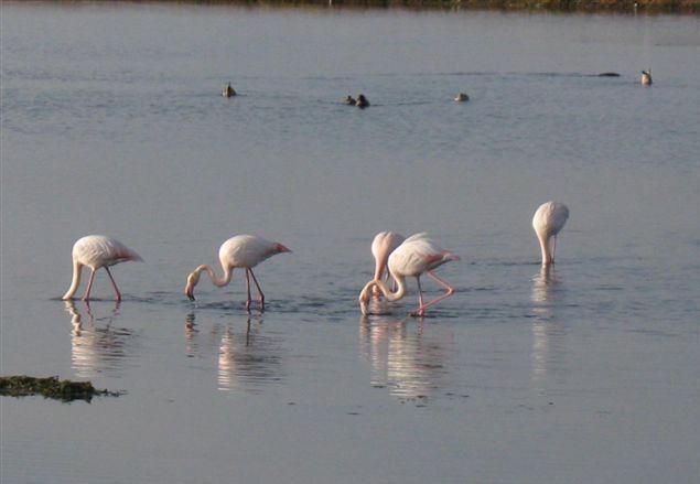 Fenicotteri che si riposano nella riserva naturale e primi piccoli di cavaliere d’Italia a Perelli Bassi (foto d’archivio Wwf)