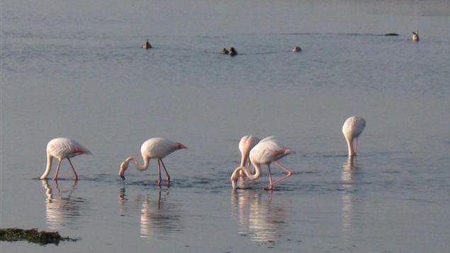 Fenicotteri che si riposano nella riserva naturale e primi piccoli di cavaliere d’Italia a Perelli Bassi (foto d’archivio Wwf)