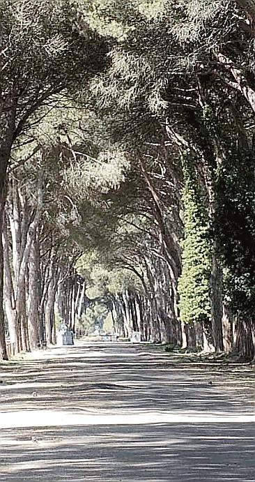 L'interno della tenuta di San Rossore