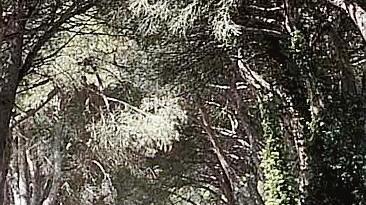 L'interno della tenuta di San Rossore