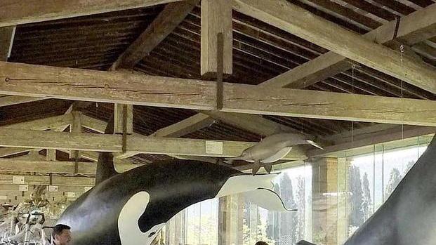 Aperti i battenti del Museo di Storia Naturale a Calci