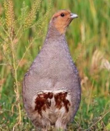 Esemplari di starna al parco dell’Orecchiella