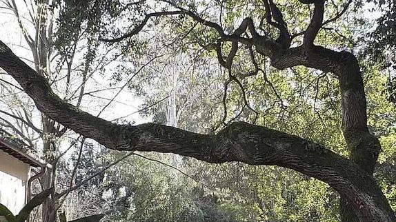 Dall’Orto botanico alla Gipsoteca sono visitabili i musei dell’Ateneo