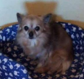 Con il servizio gratuito “Taxi Pet” curato anche l’anziano Fufi 
