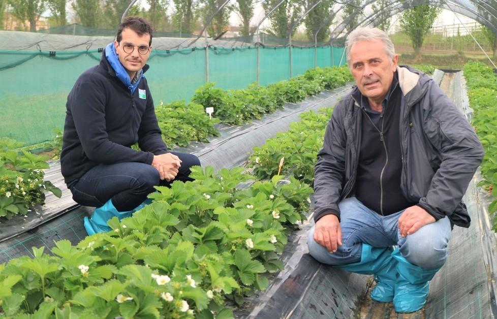 Lo studio dell’innovazione nel simposio sulla fragola 