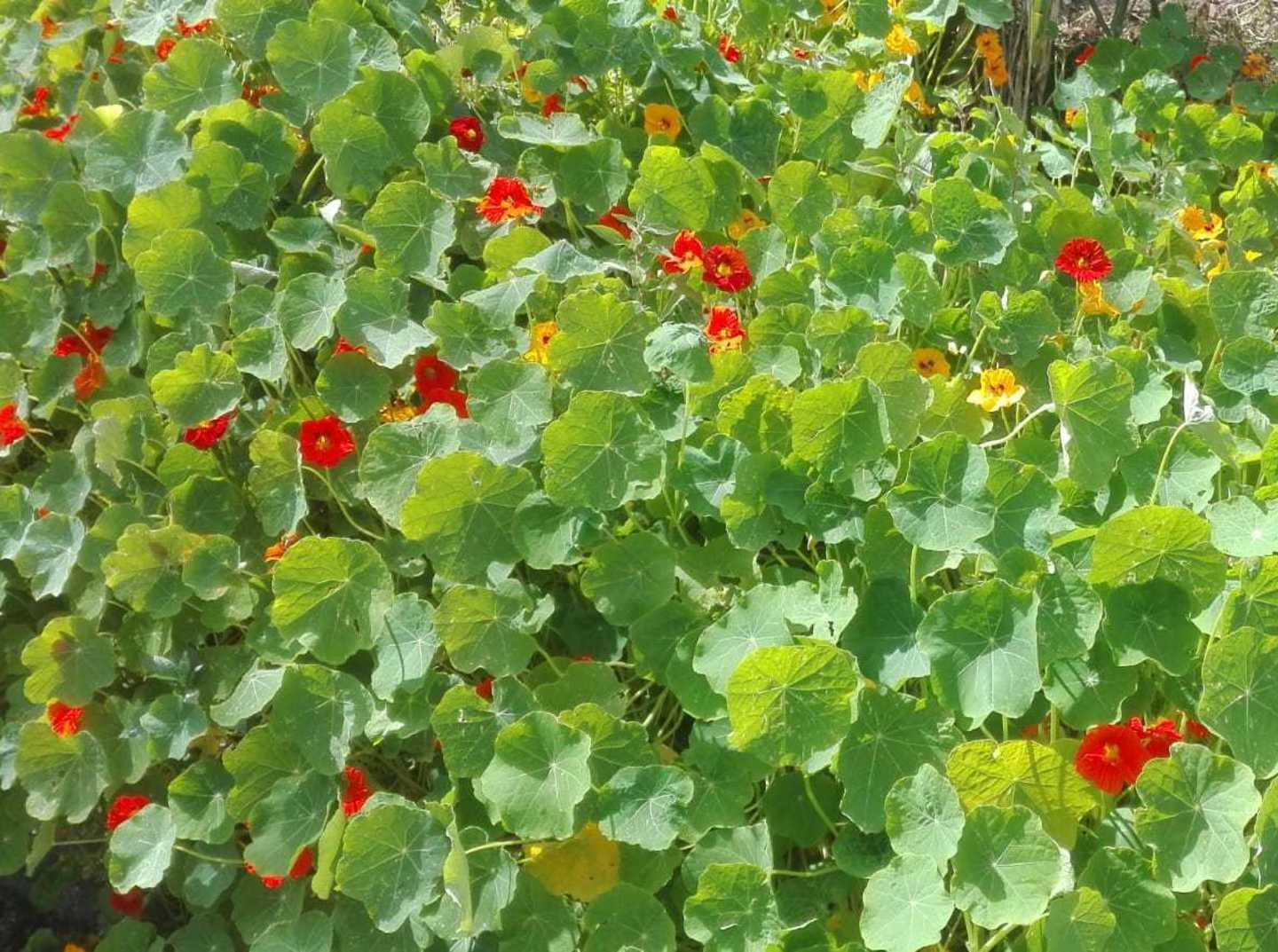 Rifiorisce l’aiuola curata dai cittadini 