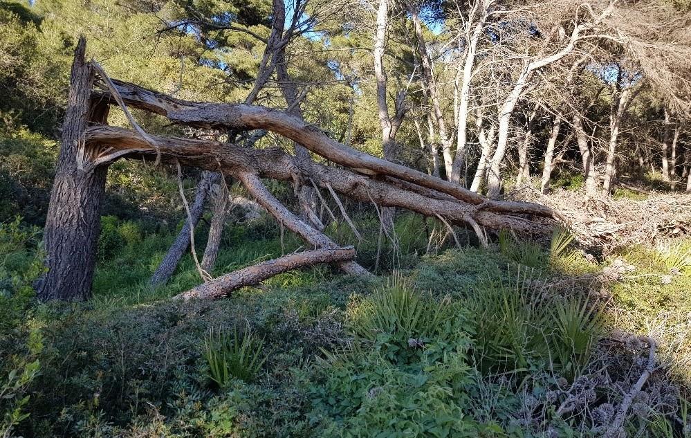 «Salviamo il bosco autoctono di Punta Giglio» 