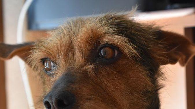 Strage di cani a Ozieri: 10 avvelenati e 2 morti fra atroci sofferenze