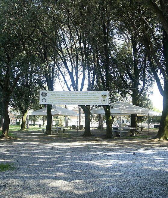 Abbattuti quindici alberi nel parco di Villa Ankuri