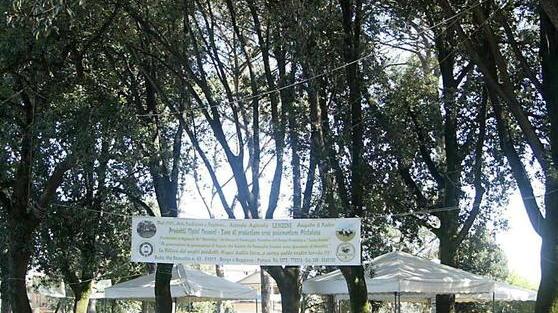 Abbattuti quindici alberi nel parco di Villa Ankuri