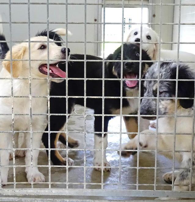 Dona la spesa agli animali in difficoltà l’iniziativa