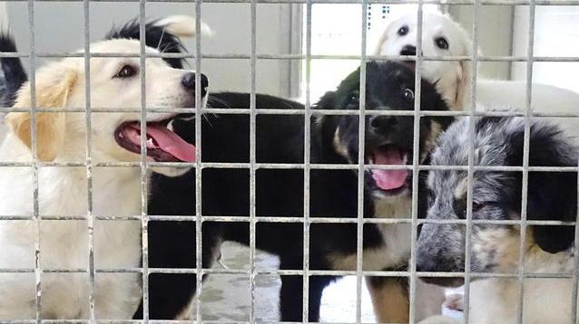 Dona la spesa agli animali in difficoltà l’iniziativa