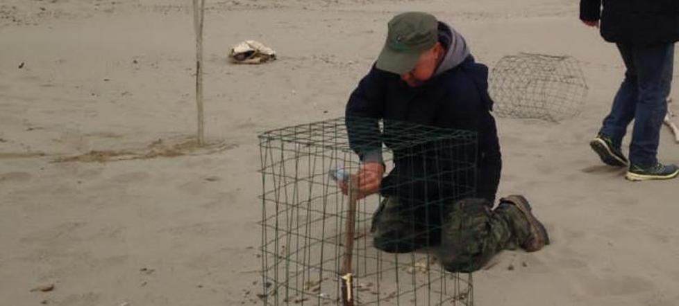 Rubate in spiaggia le uova di fratino Le ruspe si fermano per proteggere il nido