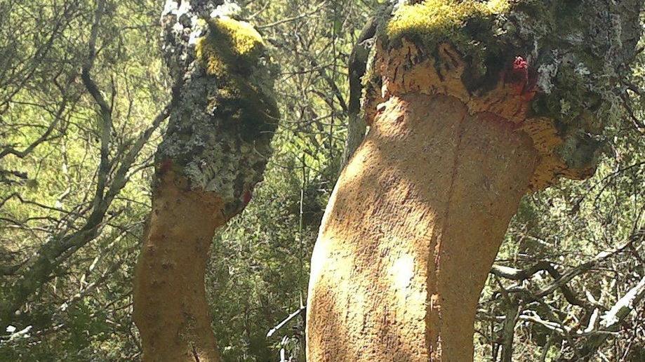 «Lotta ai parassiti delle sugherete»