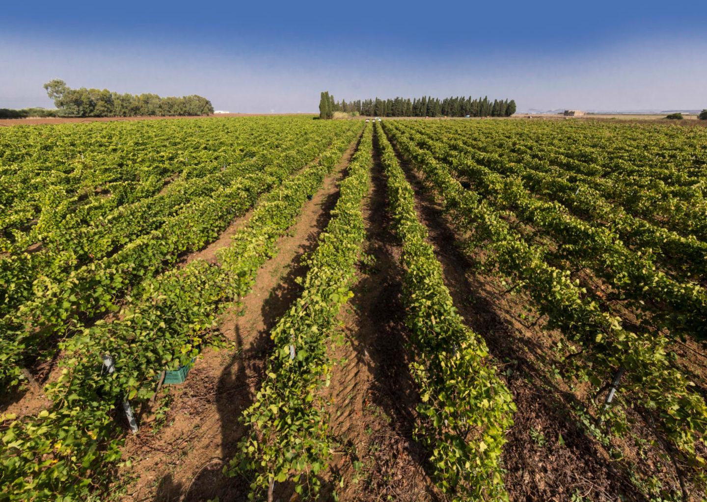 Le strade del vino portano nel Sinis 