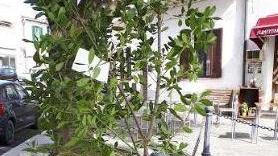 Per la Festa dei lavoratori un limone e un ramo d’alloro
