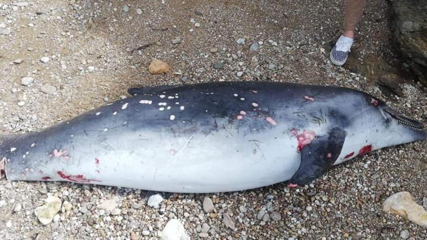 Delfino spiaggiato, segnalazione all’Enpa «Avvisati i vigili»