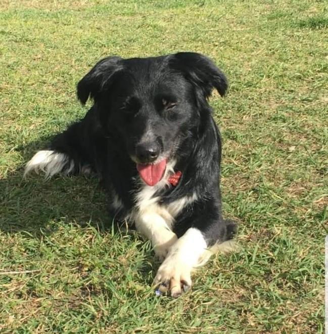 Cani in cerca d’aiuto e una raccolta fondi per sterilizzare le colonie