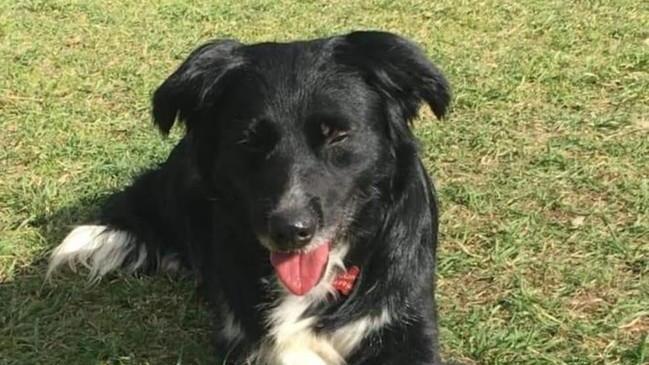 Cani in cerca d’aiuto e una raccolta fondi per sterilizzare le colonie