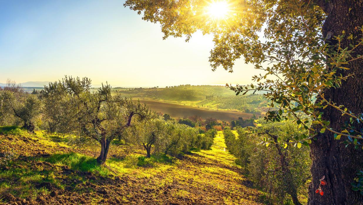 Da Scapigliato un grande progetto di valore ambientale: 200mila olivi al territorio per compensare le emissioni di gas serra 