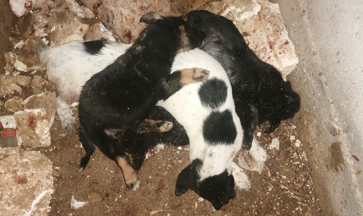 Strage di cuccioli in città: spunta la pista esoterica 