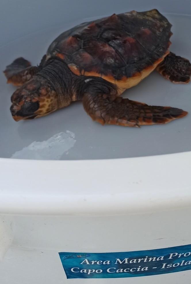 Recuperata una tartaruga Caretta caretta