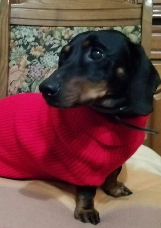 La triste fine di Jacko, il bassotto è stato sbranato da un meticcio