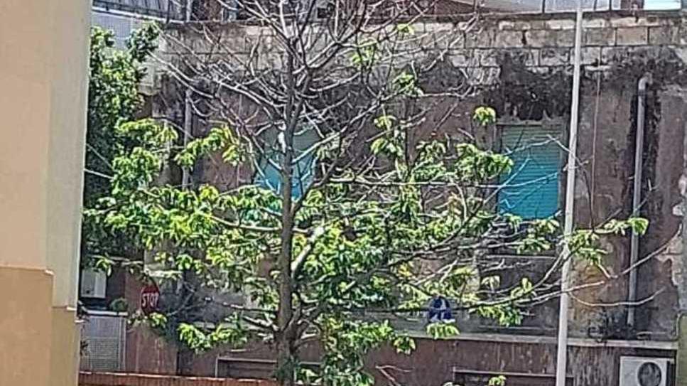 «Una colonia felina per i gattini del Monte»
