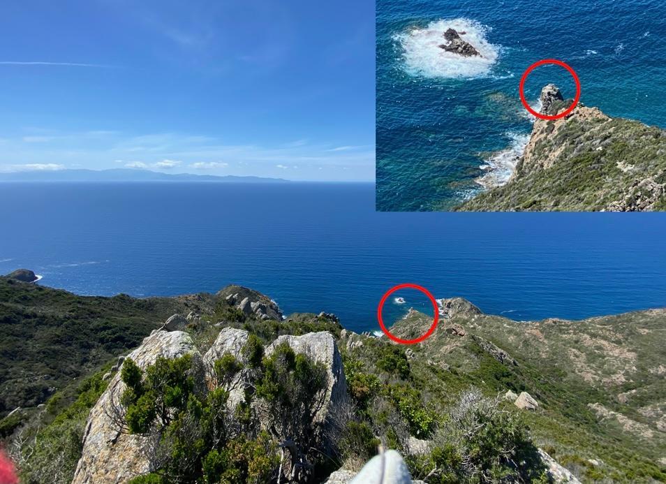 Il falco pescatore torna sull'isola di Capraia dopo 90 anni: "Avvenimento eccezionale"