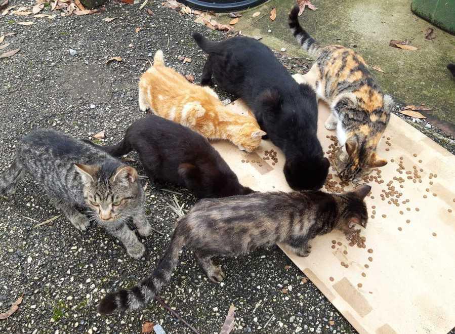 Misteriose sparizioni di mici Nel mirino i gatti di casa e quelli delle colonie feline
