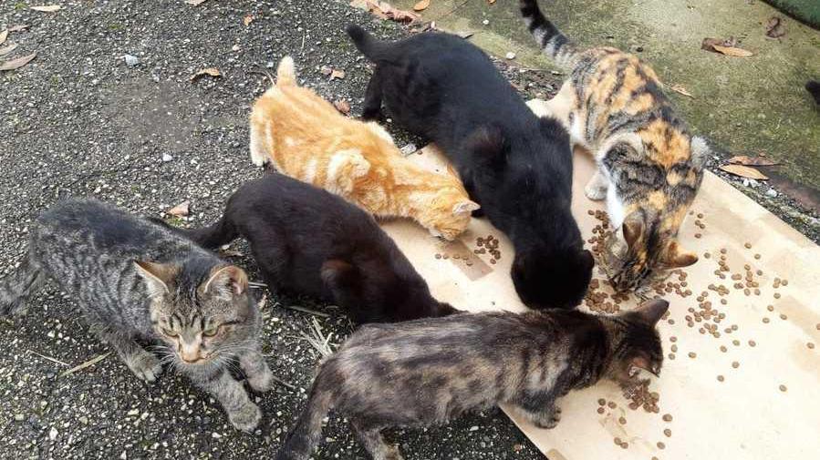 Misteriose sparizioni di mici Nel mirino i gatti di casa e quelli delle colonie feline
