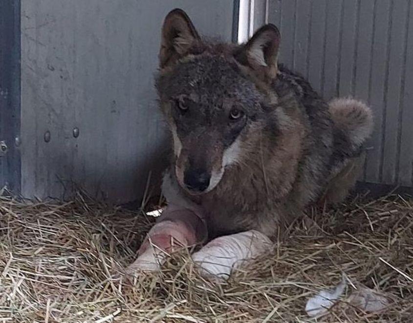 La lotta della lupa Betty per ritrovare la libertà 