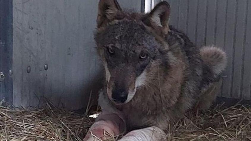 La lotta della lupa Betty per ritrovare la libertà