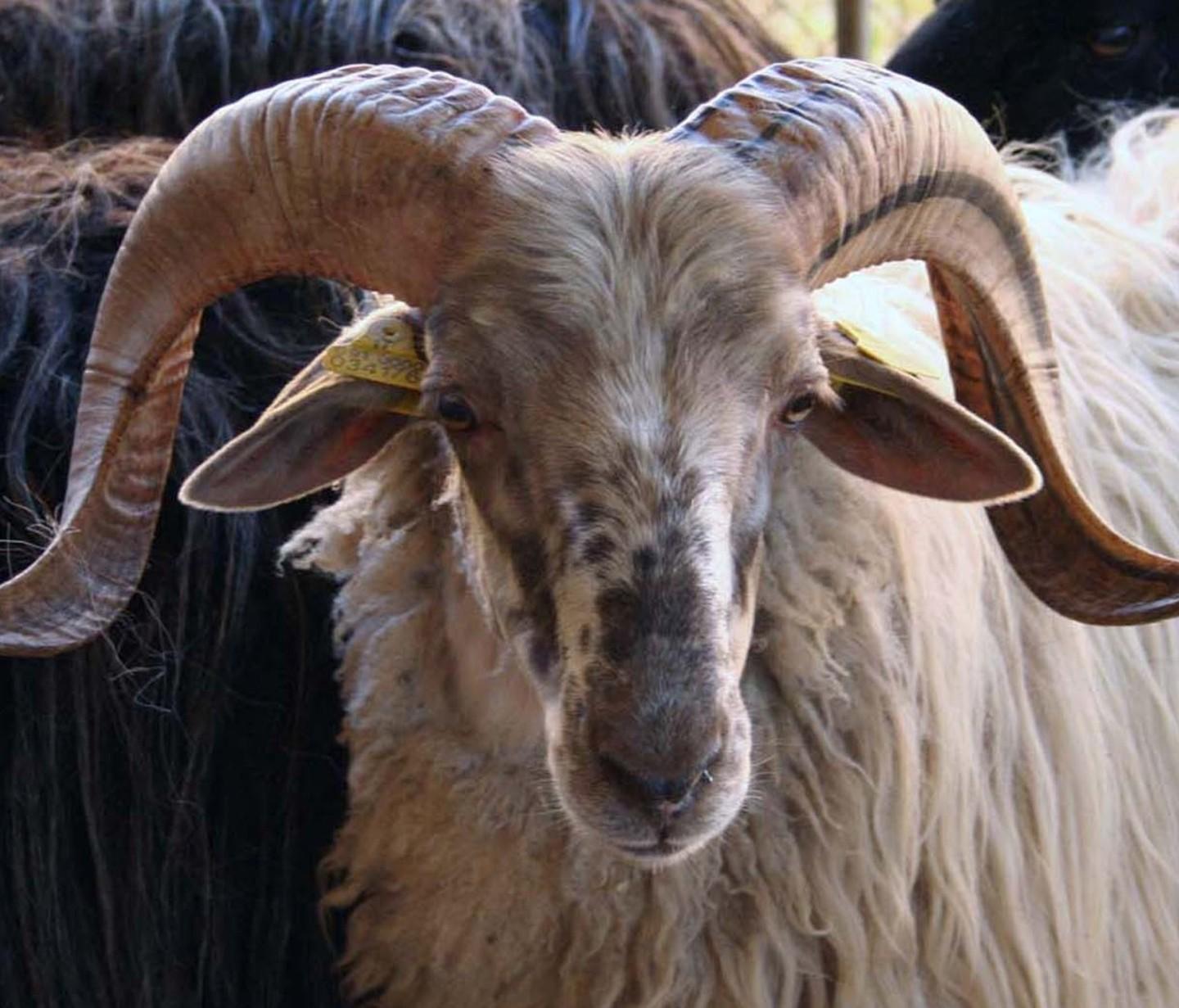 Anche gli arieti ora si trovano online 